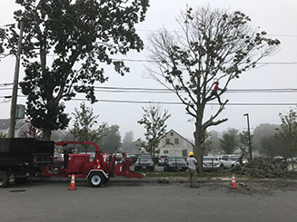 Tree Work